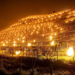 Романтические виноградники? Le vigne romantiche? 🍇 image preview