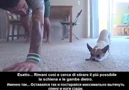 Bravo, Pancino! 😀❤️ image preview