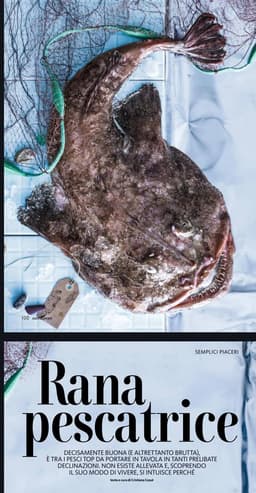 RANA PESCATRICE image preview
