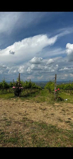 Вчера проезжала мимо виноградников в Тоскане и... image preview