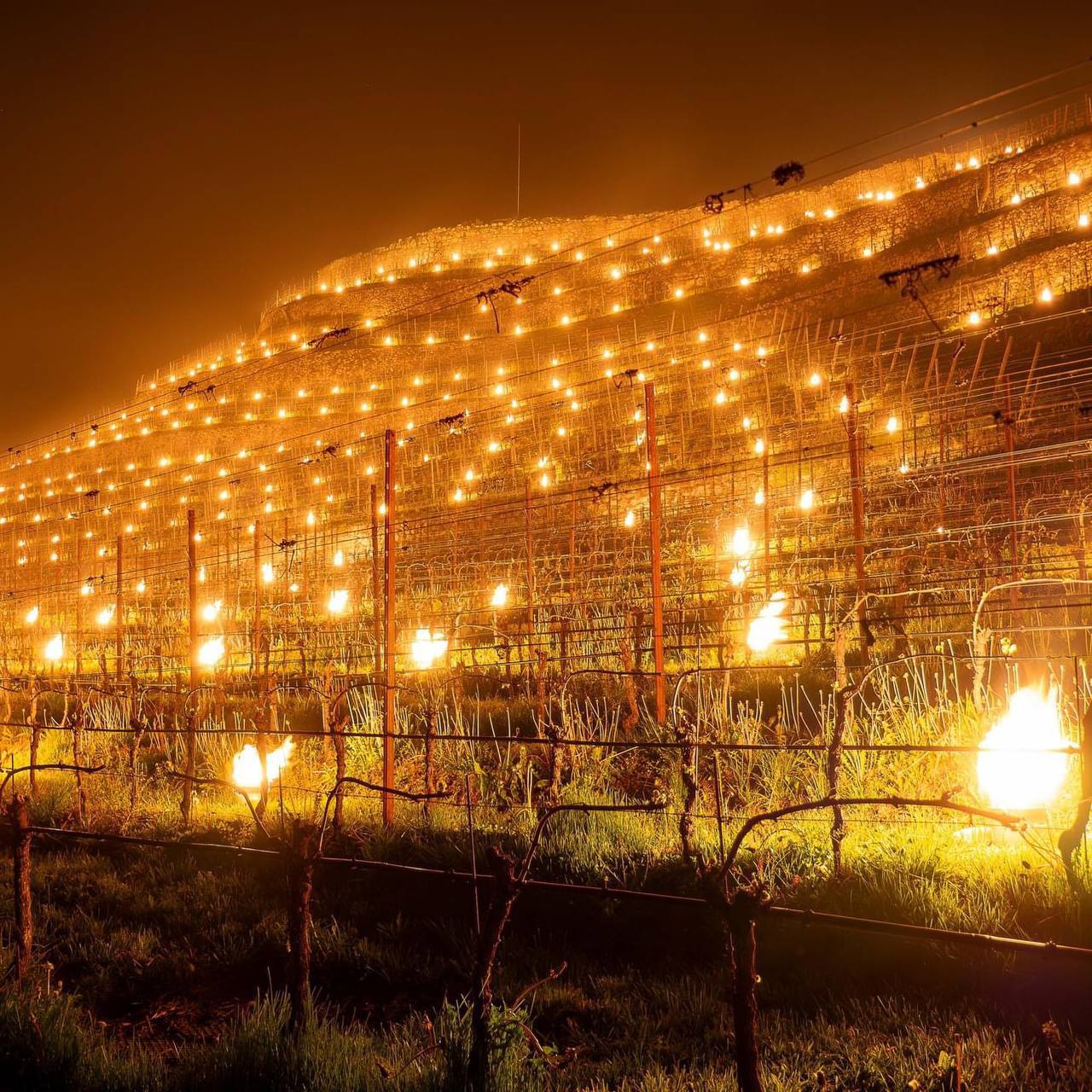 Романтические виноградники в Италии image preview