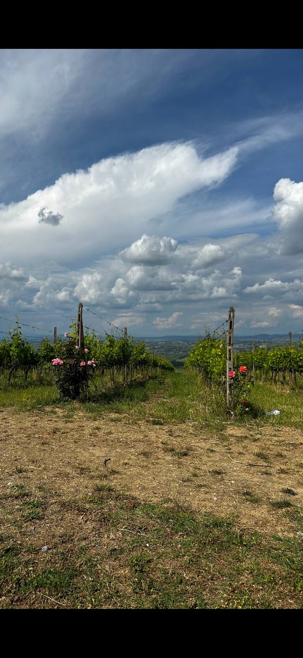 Почему в Тоскане возле виноградников сажают розы? image preview